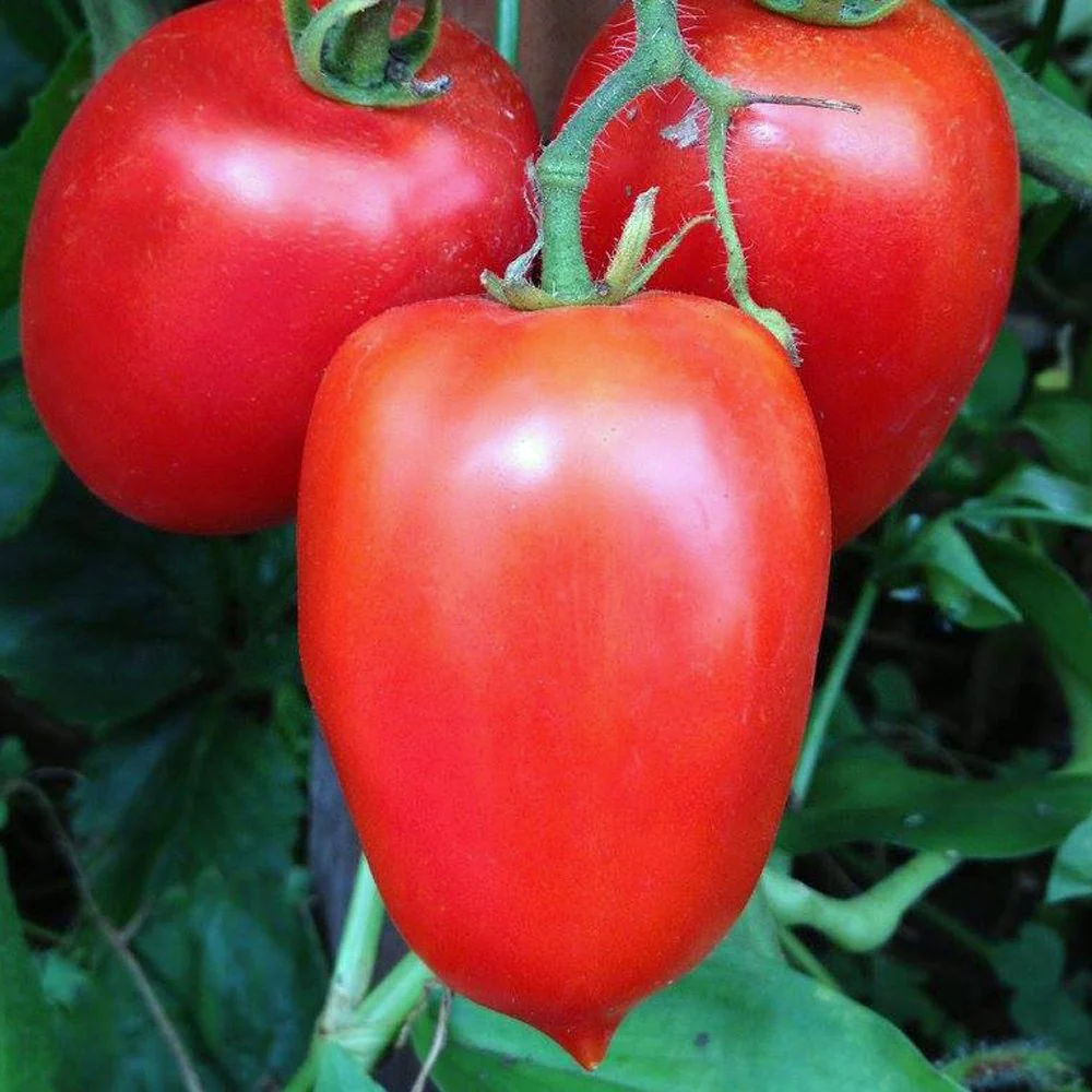Tomato Plant